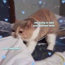 Mid Week Kitty Litter That Requires Clearing 15 Cat Memes Mid Week Kitty Litter That Requires Cle 2020 Kedi Esprileri Komik Hayvanlar Komik Hayvan Fotograflari