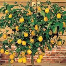Enter name or key word. 7 Best Key Lime Tree Ideas Key Lime Tree Fruit Trees Meyer Lemon Tree