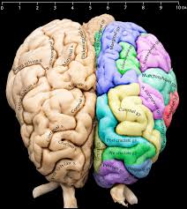Image result for Brain Gyri