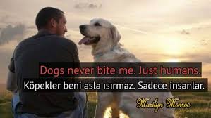 Hayvanlar Ile Ilgili Ingilizce Turkce Sozler Bilgisozler Com 2020 Alayci Sozler Hayvanlar Ingilizce