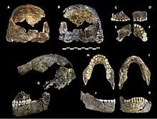 Lee berger and peter schmid, wits (university of the witwatersrand. Homo Naledi Wikipedia