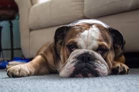 Each puppy is very special to us and a. English Bulldog Growth Weight Chart Everything You Need To Know Pawlicy Advisor