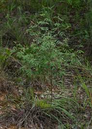 Image result for Indigofera setiflora