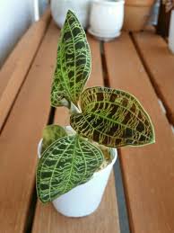 大丈夫か シリーズ ジュエルオーキッド マコデス ペトラがショボいことになっているぞ デルオの多肉日記 楽天ブログ