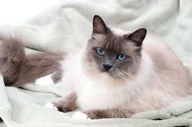 Cat with cat flu symptoms. Cat Flu Upper Respiratory Tract Infections Vetwest Animal Hospitals