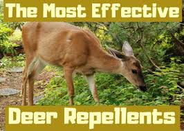 Maybe you would like to learn more about one of these? Best Homemade And Commercial Deer Deterrents For Your Garden Deer Resistant Landscaping Deer Resistant Shade Plants Deer Repellant Plants