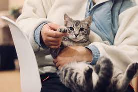 Q A Improving The Way Vets Care For Animals And People University Of Arizona News