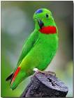 Virtual villagers 2 parrots talking and singing parrots <?=substr(md5('https://encrypted-tbn0.gstatic.com/images?q=tbn:ANd9GcTSZCVFXVMOcOYyrdkxCmSBT8J1fPyZtCRo158KZQQWZyI_xw6NNJKwdl4'), 0, 7); ?>