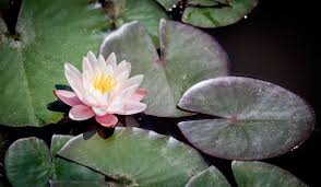 Image result for Nymphaea heudelotii
