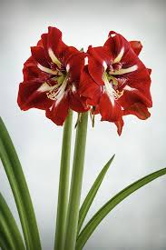 Image result for Hippeastrum