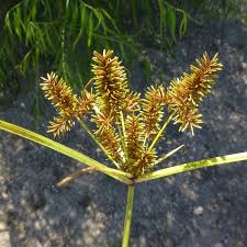 Image result for Cyperus deciduus