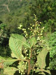 Image result for Searsia tenuinervis