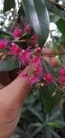 Image result for Syzygium owariense
