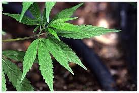 Wie und wann den hanf ernten. Tipps Um Die Cannabispflanze Nach Der Ernte Zu Regenerieren