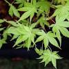 Greenleaf japanese maple (file photos). 1