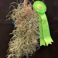 Image result for Microcoelia exilis