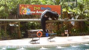 It has about 5,500 animals from over 400 species for you to discover. Zoo Negara Kuala Lumpur Youtube
