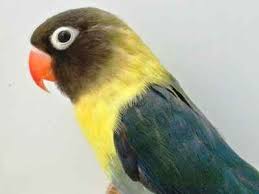 Burung ini merupakan jenis ficheri parblue yang paling mahal. Ciri Umum Burung Lovebird Parblue Beserta Gambar Dan Harganya