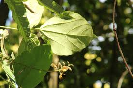 Image result for Rhynchosia viscosa