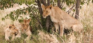 Image result for Phaeoptilum spinosum