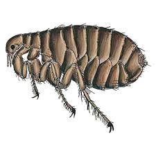 Heute werde ich zeigen ihnen tolle tipps, wie flöhe im teppich natürlich zu töten. Schadlinge Schwenk S Schadlingsbekampfung