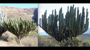 Maybe you would like to learn more about one of these? Planting The World S Largest Cactus Perfect Cactus Soil Youtube