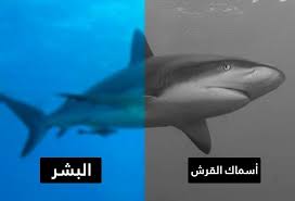كيف ترى الحيوانات العالم من حولها Photo Animals World