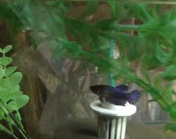 Betta fin tissue usually heals easily on its own. I Can T Tell What Tail Type My Female Bettas Are My Aquarium Club