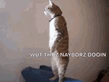 Nosey Neighbor Gifs Tenor