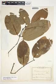 Image result for Hunteria umbellata