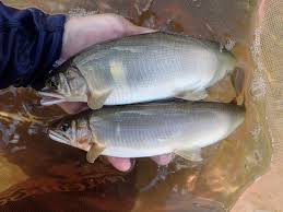 県庁所在地でアユ釣り？】鬼怒川で巨大アユを狙う | 馬頭高校漁業協同組合