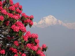Rhododendron National Flower Of Nepal Flowers Flowers Rhododendron Nepal Different Types Of Flowers
