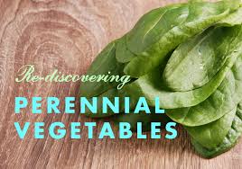 Good king henry, like spinach and quinoa, is a perennial member of the chenopod family of plants. Rediscovering Perennial Vegetables