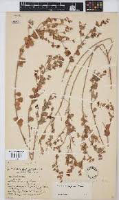 Image result for Kyllingiella microcephala