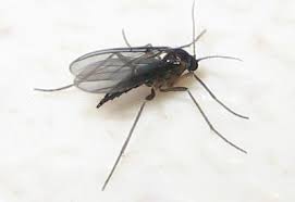 We did not find results for: How To Get Rid Of Fungus Gnats What Works And What Doesn T So Easily Distracted