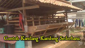 Kandang tidak bau dan tidak becek, karena memudahkan pembuangan kotoran ternak sehingga kandang tidak berbau. Contoh Kandang Kambing Sederhana Untuk Ternak Travel Jaya