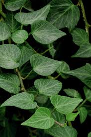Image result for Hedera