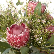 Image result for Protea