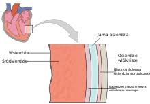 Dzięki jego pracy krew jest tłoczona do naczyń tętniczych a następnie do wszystkich komórek organizmu. Serce Czlowieka Wikipedia Wolna Encyklopedia