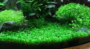 Image result for Marsilea burchellii