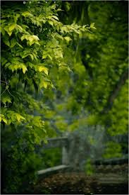 Picsart Background Tree Photo 601 Cb Editz Free Cb Background Images Png Downloa Picsart Background Dslr Background Images Blur Background Photography