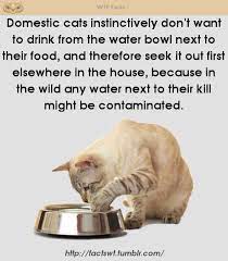 A Cat Fact Cat Facts Weird Facts Cat Drinking