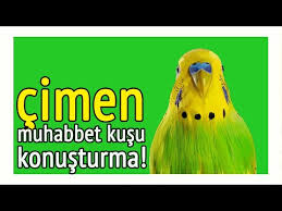Sapsal Papagan Ve Muhabbet Kusu Konusturma Sesi Youtube
