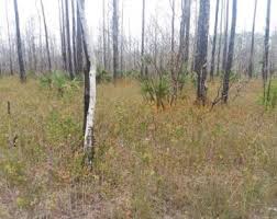 Image result for Pycreus melas