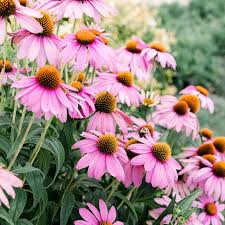 Heb je deadhead coneflowers nodig. 24 Great Varieties Of Echinacea Coneflower
