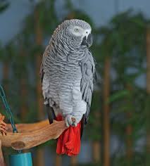 Exotic Birds You Can Have As Pets I Am Ready You Can Take A Photo Now Best Pet Birds African Grey Parrot Pet Birds