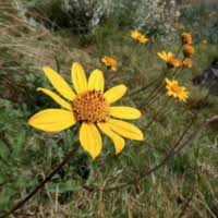 Image result for Rhynchosia procurrens