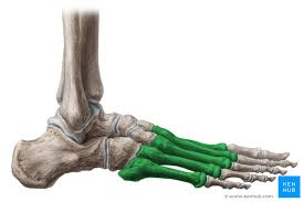 Image result for Metatarsal