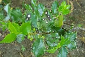 Image result for Tephrosia nana