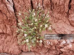 Image result for Cressa cretica